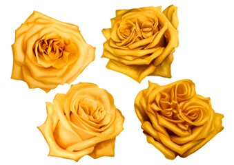 Watercolor Realistic yellow roses. set of isolated roses