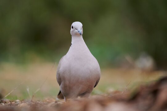 Turtle dove perching on ground