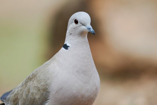 Turtle dove perching on ground