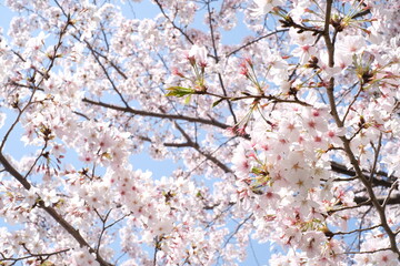 blossom
