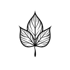 Leaf vector illustration isolated on transparent background