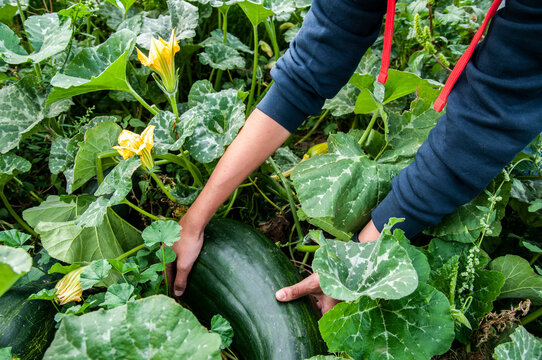 Anonymous farmer picking up ripe marrow in garden