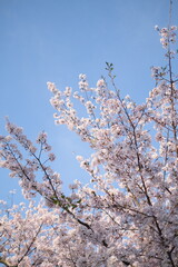 cherry tree blossom