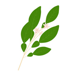 A branch of bergamot with a flower. Vector stock illustration. Green spring shoots of a fragrant tree. Isolated on a white background.