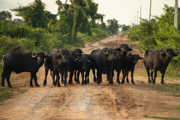 animais, fazenda, natureza, manada, mamífero, búfalo, rural, Bufalo em estrada de chão