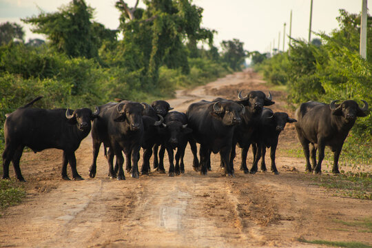 animais, fazenda, natureza, manada, mam&iacute;fero, b&uacute;falo, rural, Bufalo em estrada de ch&atilde;o
