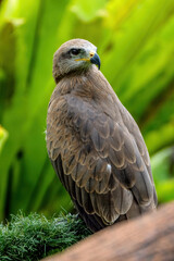 portrait of a eagle