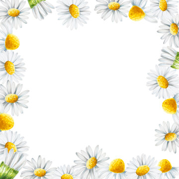 Watercolor white daisy flowers frame isolated. Chamomile. Beauty products and botany set, cosmetology and medicine. For designers, spa decoration, postcards, wrapping paper, scrapbooking, covers
