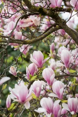 Foto op Canvas Pink magnolia blossom on a spring cloudy day. Selective focus, close-up, side view. © Anna Schweri Photo