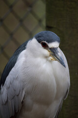 White bird with blue cap on head