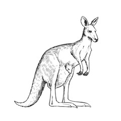 Vector hand-drawn illustration of a kangaroo with a baby