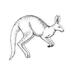 Vector hand-drawn illustration with a jumping kangaroo isolated on white.