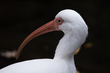 White Ibis outdoors