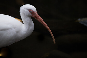 White Ibis outdoors