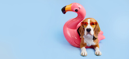 A beagle dog wearing sunglasses lies on a pink inflatable flamingo on a blue isolated background....