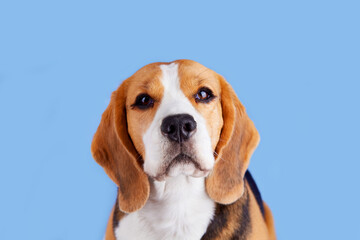 Portrait of a cute beagle dog looking into the camera on a blue isolated background. 