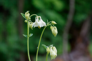 white flowers aquileia