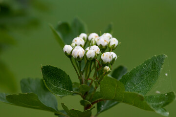 white flower of a plant
