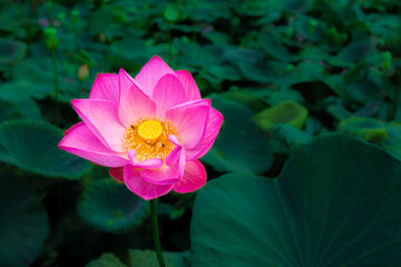 Close-up view of a large pink lotus flower with yellow stamens blooming beautifully.