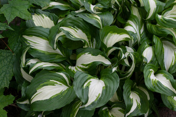the variegated leaves of the lily
