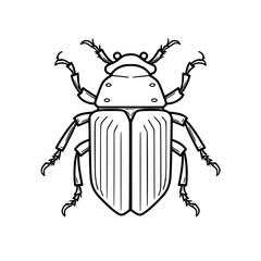 Beetle vector illustration isolated on transparent background