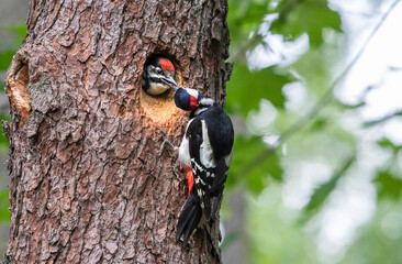 woodpecker on tree