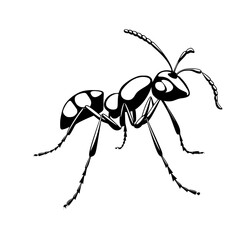 Ant vector illustration isolated on transparent background