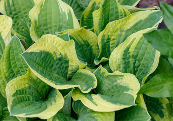 Obraz premium the variegated leaves of the lily