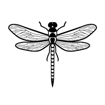 Dragonfly vector illustration isolated on transparent background