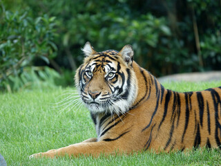 Tigre de Sumatra 
