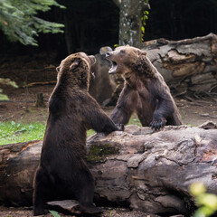 Bear stand-off in the Romanian woods 
