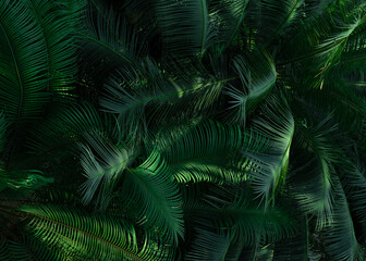Fern leaves in forest texture background. Dense dark green fern leaves in garden. Nature abstract background. Fern at tropical forest. Beautiful dark green fern leaf texture background with sunlight.