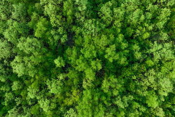 Fototapeta Aerial top view of mangrove forest. Drone view of dense green mangrove trees captures CO2. Green trees background for carbon neutrality and net zero emissions concept. Sustainable green environment. obraz