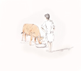 person feeding a cow