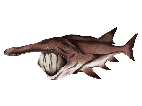 Illustration of american paddlefish in realistic traditional style