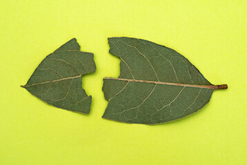 dried bay leaf broken in two pieces