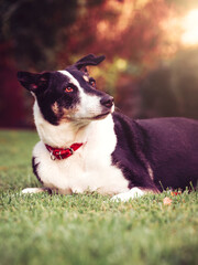 A cute dog resting in the grass during sunset