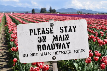 Fototapeta na wymiar Please Stay on Main Roadway sign in Tulip Field