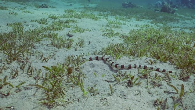 Harlequin Snake Eel (Myrichthys colubrinus) crawls along sandy bottom covered with green sea grass in daytime, Slow motion