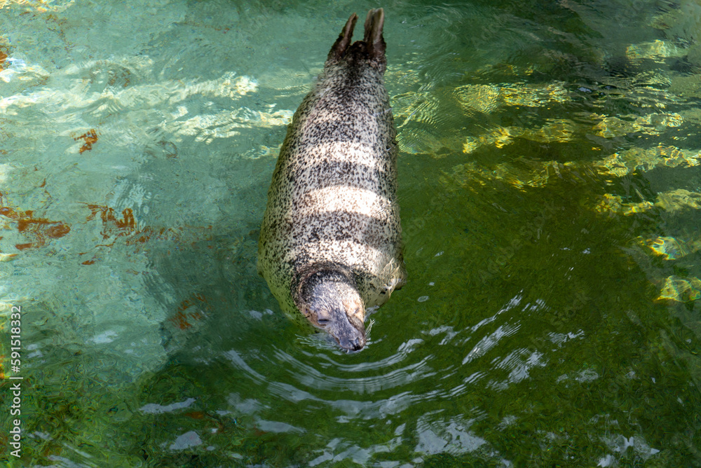 Wall mural Seal swimming in aquarium pool