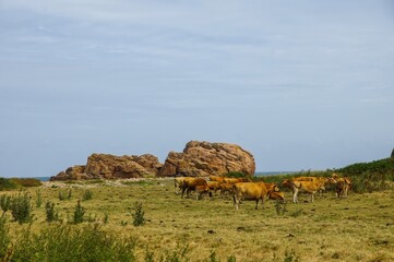 Obraz premium Breton cows grazing near the sea on the beautiful isle of Brehat in France. Discover the beauty of the French countryside
