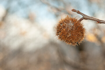 front view, very, close distance of, a chestnut, outer, spiked, protective, cover, hanging from a tree branch