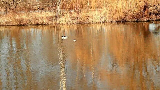Common Merganser ( Mergus merganser ) Adult Male And Female swimming  in pond, breeding season.