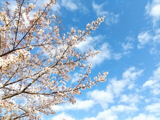 青空と桜
