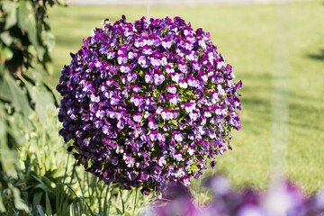 Obraz premium Hanging ball flowerbed with tricolor violet pansies in the park
