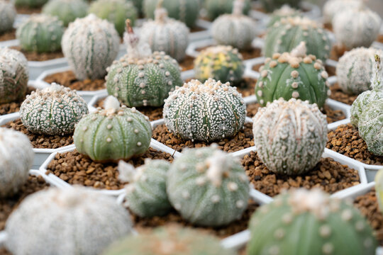 Astrophytum Asterias. Cactus farm with close-up of succulent and cactus collection in pot. It' s natural background from little plants. 