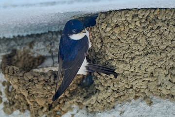 swallow bird, Hirundinidae, feeding her breed in their nest