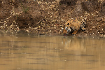 A tiger drinking water at Tadoba Andhari Tiger Reserve, India