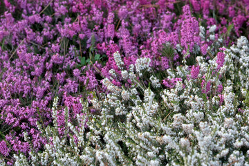 Pink and white small spring flowers bloom