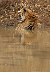 Fototapeta na wymiar Tiger cooling in water hole at Tadoba Andhari Tiger Reserve, India